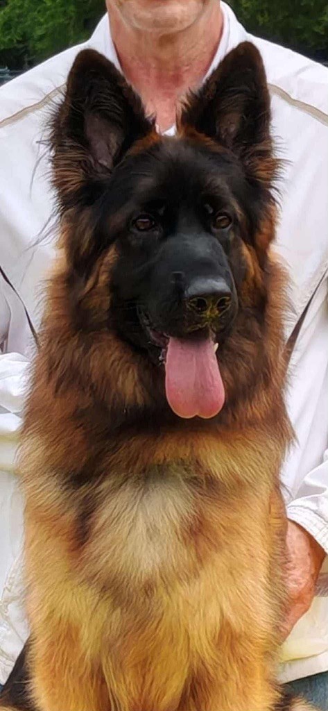 Uhlane De L'empreinte De Bacchus