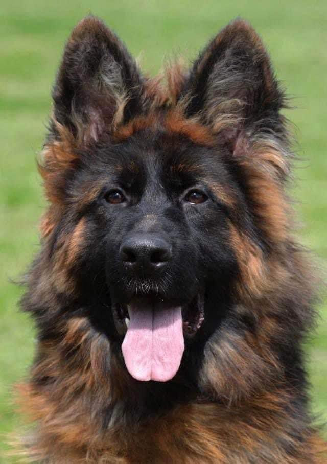 Disponible pour saillie Berger Allemand PL