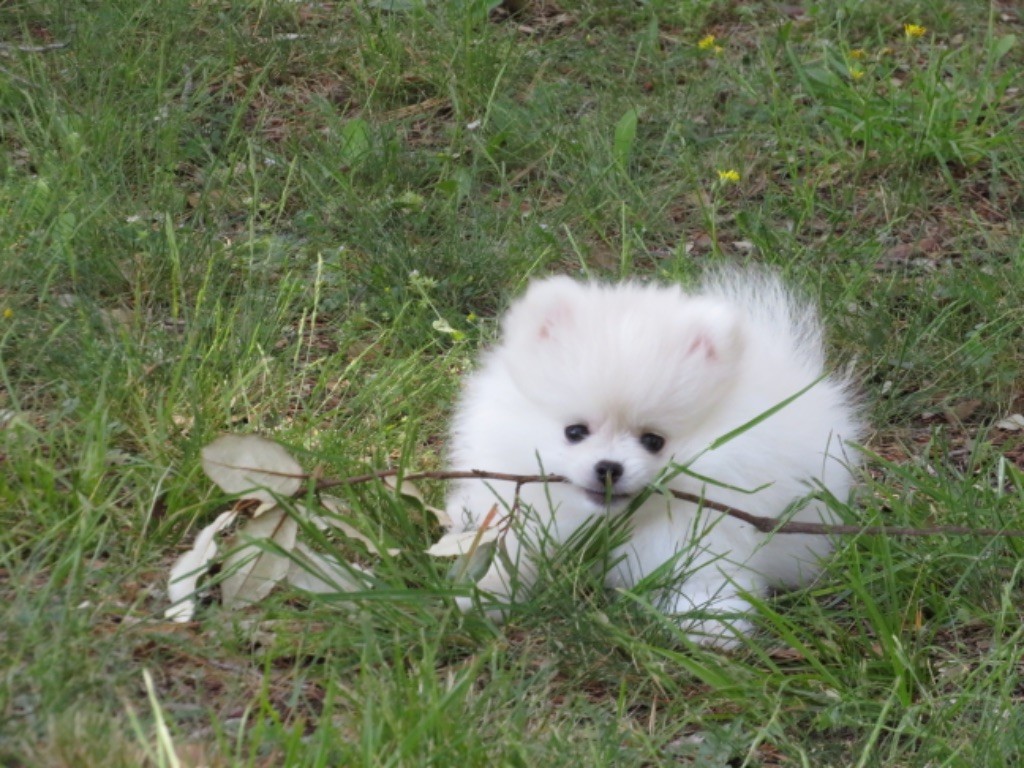 Chiot femelle à réserver 