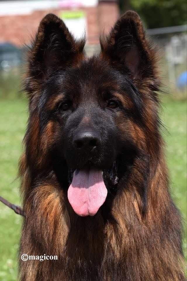 Chiots de Quoran 